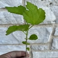 thumbnail image 4 of Rose Of Sharon Hibiscus Organic Live Plant w/ Roots Transplant Starter Bush HIBISCUS-6" Tall 3PK, 4 of 9