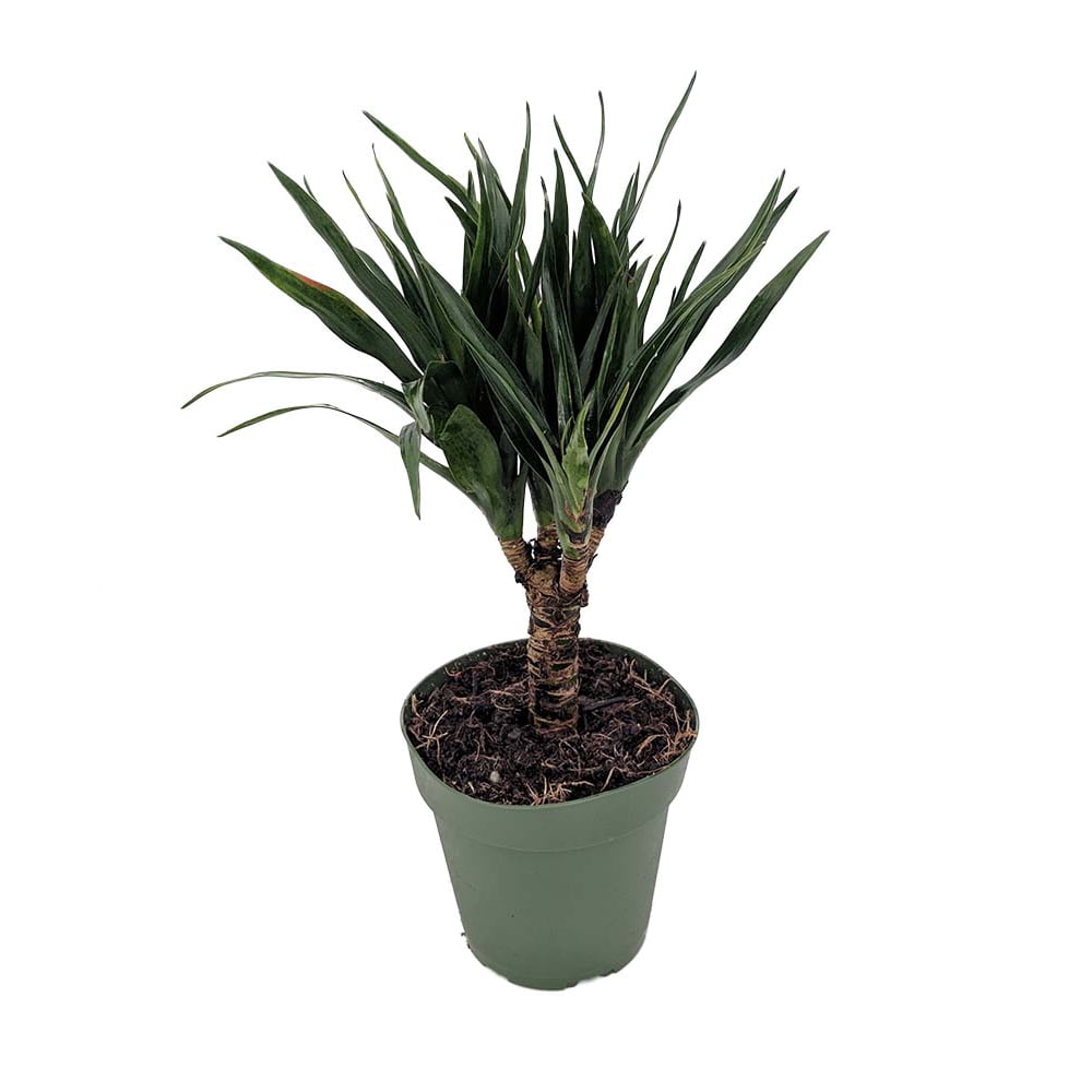 Needlepoint Dragon Tree Dracaena fragrans 4" Pot Easy to Grow