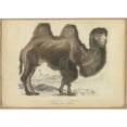 thumbnail image 3 of PI Collection 24x18 Black Modern Framed Museum Art Print Titled - Camel Dromedary, 3 of 5