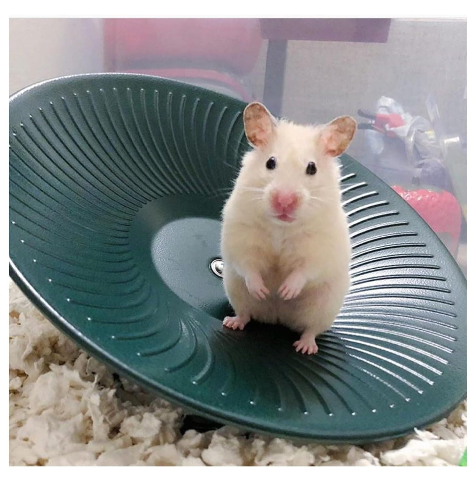 Treadmill Wheel 14" Black - All Metal Exercise Wheel for Chinchillas, Prairie Dogs, Rats, Hedgehogs, Sugar Gliders, Squirrels, Degus, Hamsters & Other Small Animals - Smooth, Fast, Silent, Durable