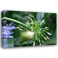 thumbnail image 1 of Dana Underdahl 24x18 Gallery Wrapped Canvas Wall Art Titled - Flower Pod, 1 of 4