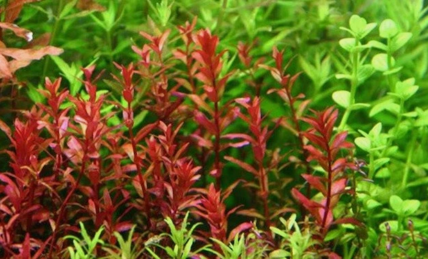 Rotala Rotundifolia RED Live Aquarium Plant Aquatic Plant