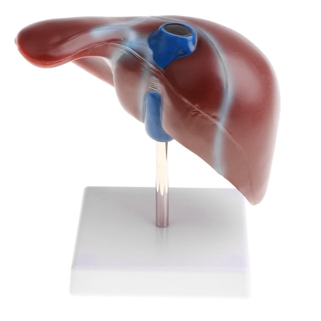 Modelo 1: 1 Lifesize Human Noraml Liver Lobule Gallbladder Con Base, Herramienta De Visualización De Enseñanza Escolar, Kits De Ciencia De Suministros