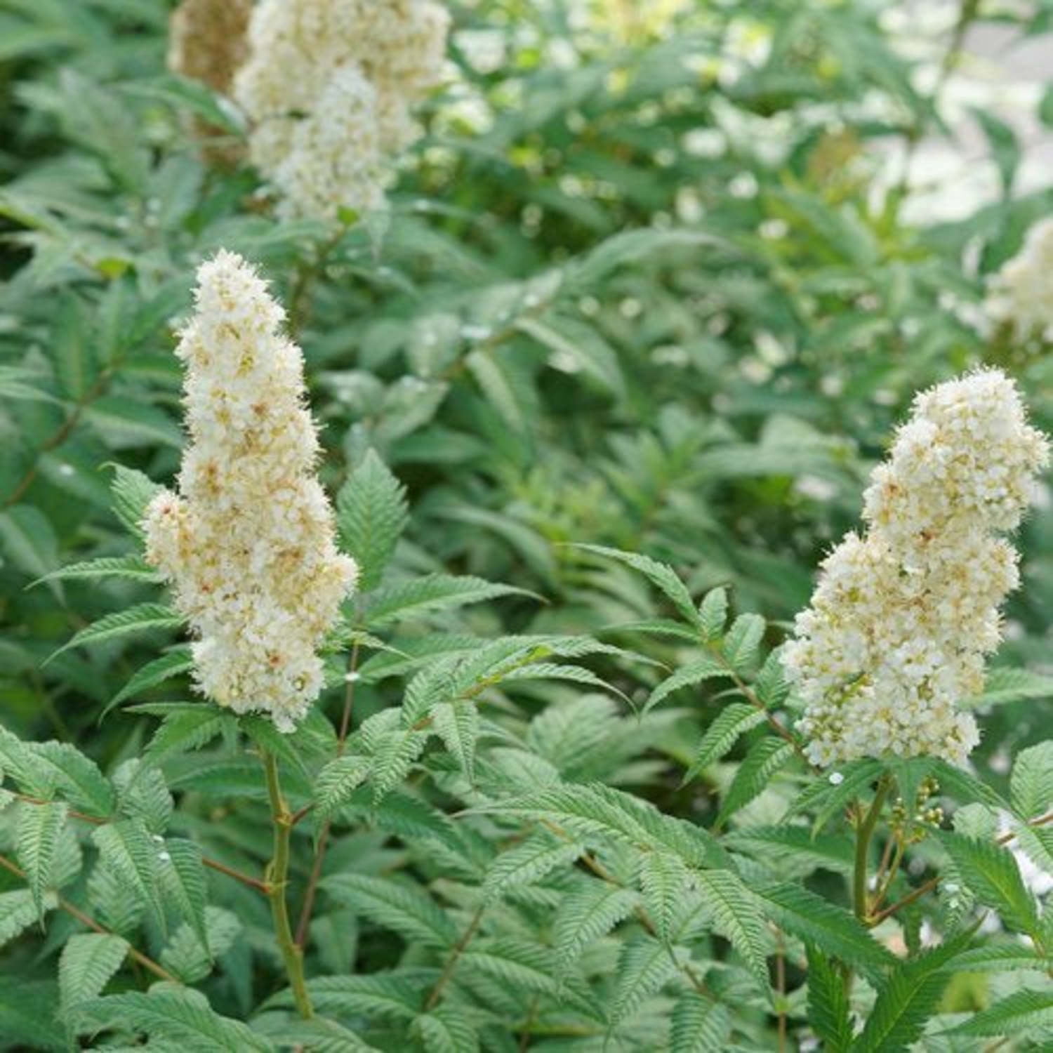 Proven Winners ColorChoice 5" White Mr. Mustard False Spiraea Live Plant in 4.5" Pot (4 Count)