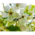 thumbnail image 2 of Popcorn 18x15 Black Ornate Wood Framed with Double Matting Museum Art Print Titled - Hawthorn Bloom II, 2 of 4