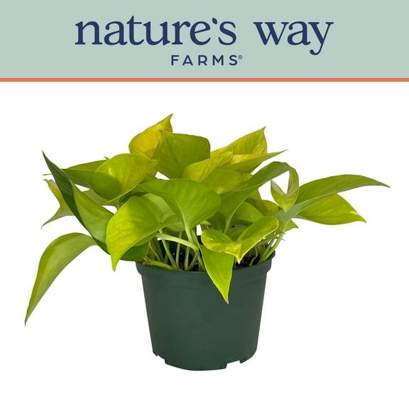 Nature's Way Farms Pothos Neon Live Plant (7-11 in. Tall) in Growers Pot