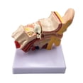 thumbnail image 2 of 1.5X Human Ear Anatomy Model - Professional Desktop Inner Ear Structure Simulation Model for Education,1 x ear model, 2 of 8