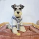 thumbnail image 2 of Suéter estilo universitario lindo para mascotas de otoño e invierno, abrigo de oso rubí nevado para gatos y perros, ropa para cachorros, ropa para perros pequeños, 2 of 5