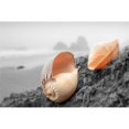 thumbnail image 3 of Blaustein, Alan 14x11 Black Modern Framed Museum Art Print Titled - Crescent Beach Shells #20, 3 of 5