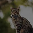 thumbnail image 4 of Daily Mix Store Cat Collar for - Breakaway Buckle Reflective Pet Collar, Lightweight Waterproof Holder with Bell, Adjustable 7.5-12.5 Inch Nylon Silicone Collars for Cats Kittens Puppies, 4 of 9
