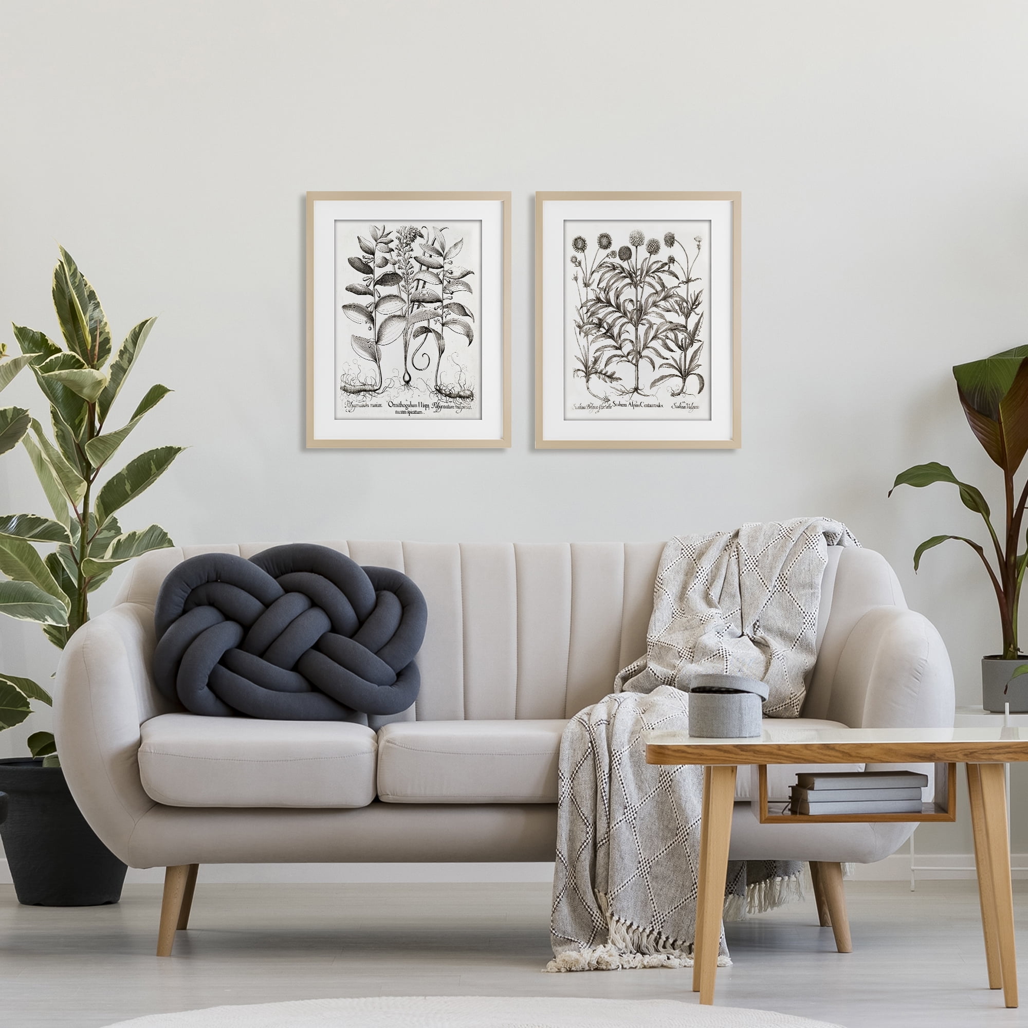 Botanical Root & Plant Studies 2 Piece Birch Framed Print Under Glass Set, design by Lettered and Lined