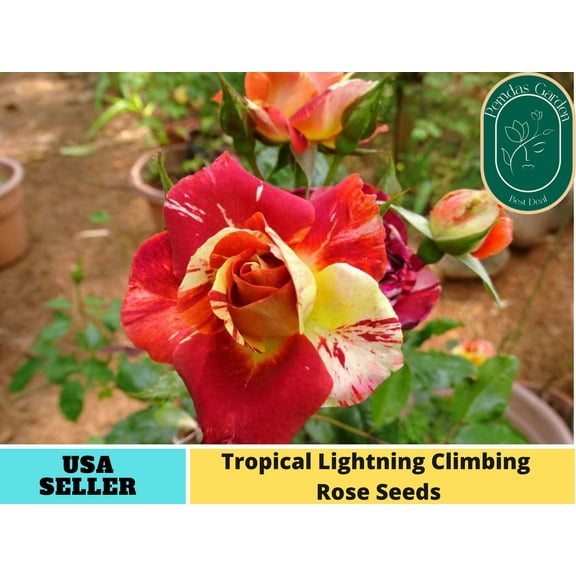 32  Seeds| Tropical Lightning Climbing Rose Rose Seeds - Authentic Seeds - Perennial~ GMO Free ~Flower seeds ~ Asian Garden~ Herbs B5G1#1040