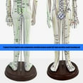 thumbnail image 4 of Human Acupoint Model Male & Female with Chinese Points for Student Practice & Teaching, 4 of 13