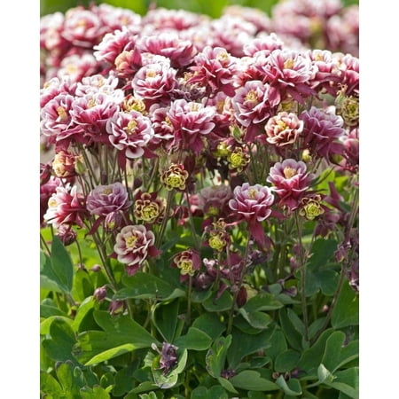 RedCrocus Double Winky Red White Columbine Aquilegia vulgaris, vibrant dual-colored blooms, ideal for borders, woodland gardens & containers, pollinator-friendly, deer resistant 2 Gallon