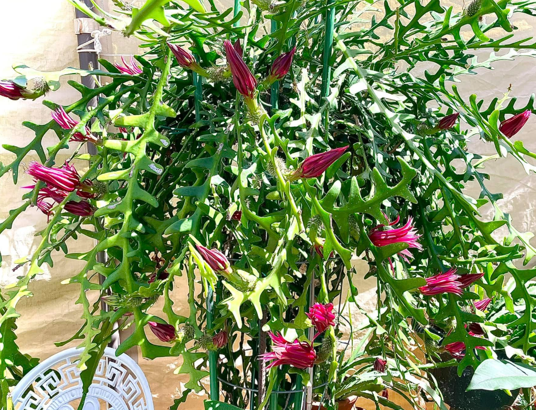 Fishbone Zig Zag Cactus Plant Live for Planting, Zig Zag Cactus Plant, Frangant Pink-White Flowers for Indoor Outdoor in 4 Inc Pot