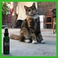 thumbnail image 4 of Smokey's Stash Catnip spray for cats from 2 ounce fresh premium maximum potency nip treat, 4 of 6
