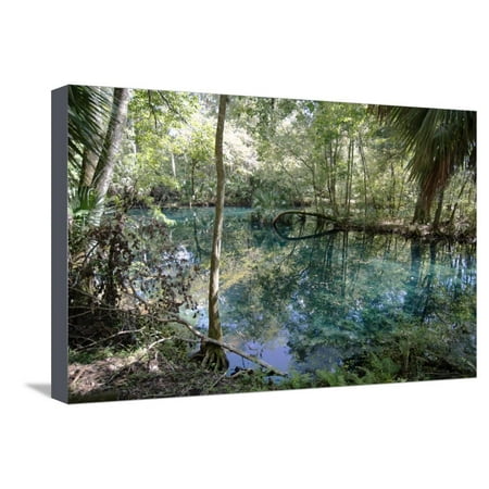 Natural Springs at Silver Springs State Park, Johnny Weismuller Tarzan films location, Florida, USA Stretched Canvas Print Wall Art By Ethel (Best Natural Springs In Florida)