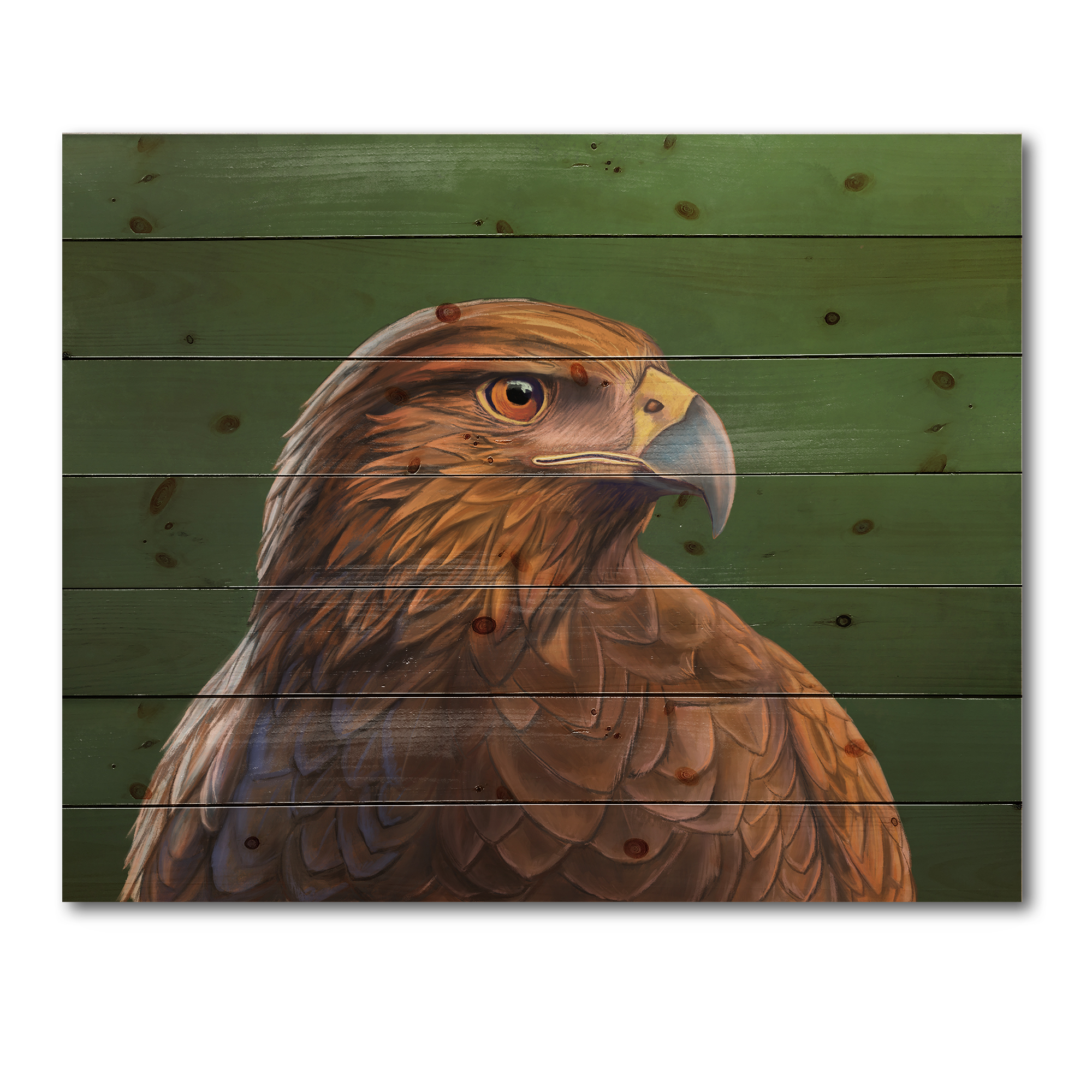 Designart 'Close UP Of Harris Hawk Bird' Traditional Print on Natural Pine Wood