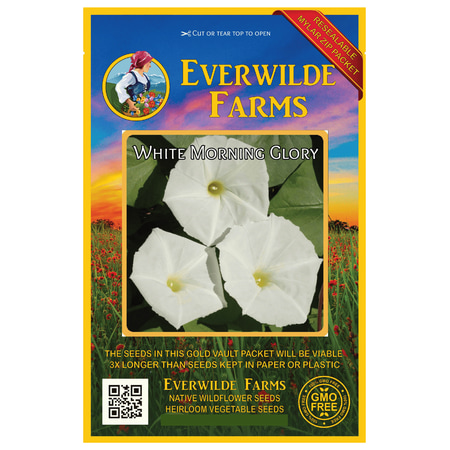 Everwilde Farms - 10 White Morning Glory Garden Flower Seeds - Gold Vault Jumbo Bulk Seed