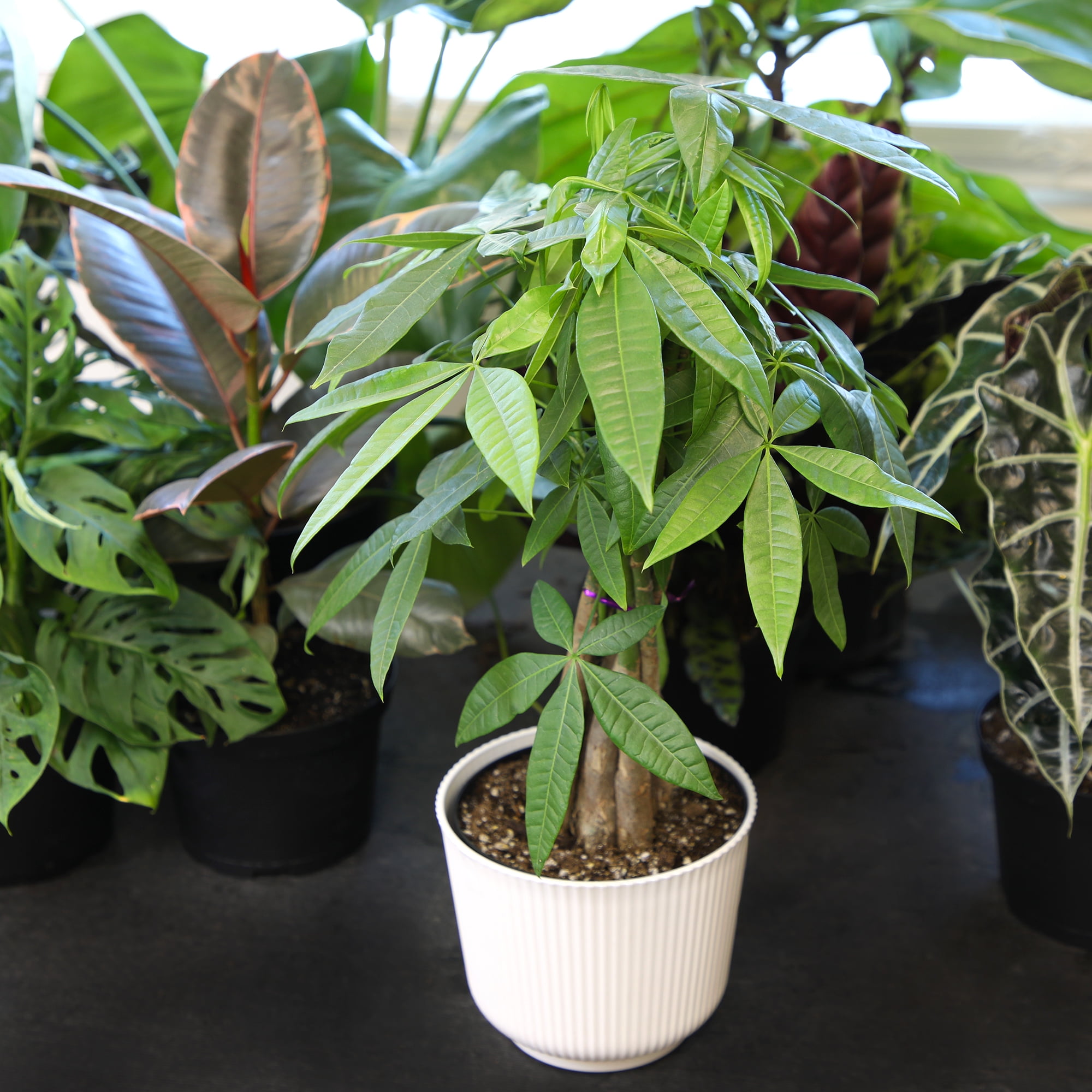 Braided Money Tree | Pet-Safe Houseplant | 6in Decor Pot; Indirect Light | Element by Altman Plants