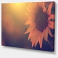 thumbnail image 2 of Vintage Photo Of Sunflower Close up - Large Floral Canvas Art Print, 2 of 4