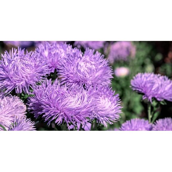 30 VIOLET Purple NEEDLE ASTER Callistephus Chinensis Unicom Flower Seeds