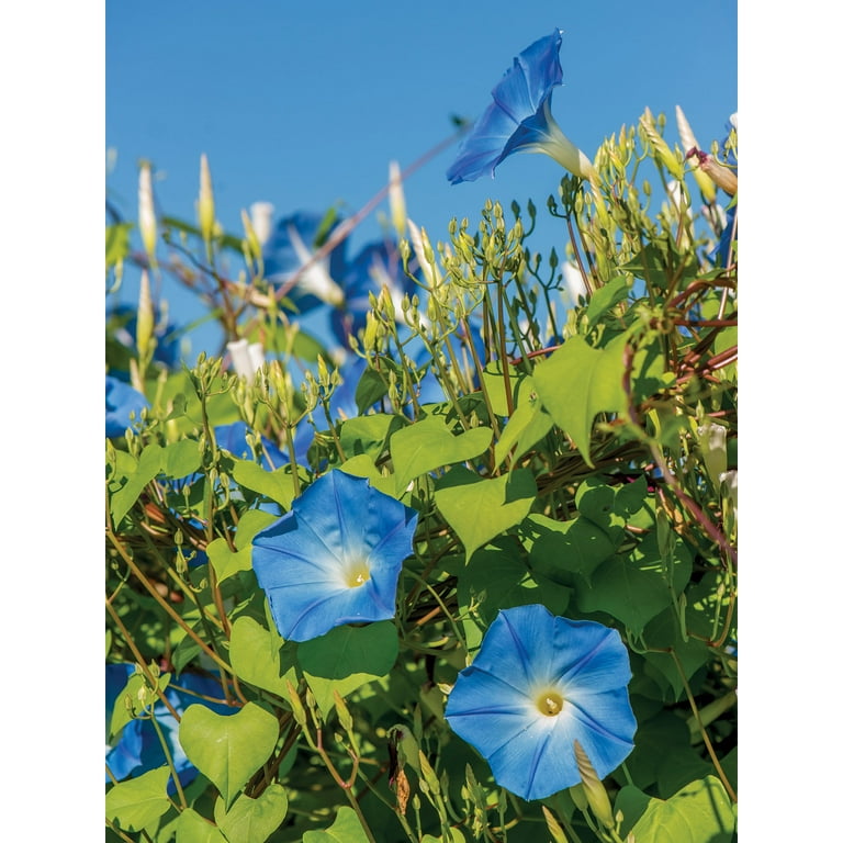 Burpee Heavenly Blue Morning Glory Heirloom Sky-Blue Trumpet