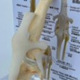 thumbnail image 5 of Canines Knee Model Dog Joint Anatomical Model Dog Skeleton Model Animal Skeleton Anatomy Medical Sc, 5 of 5