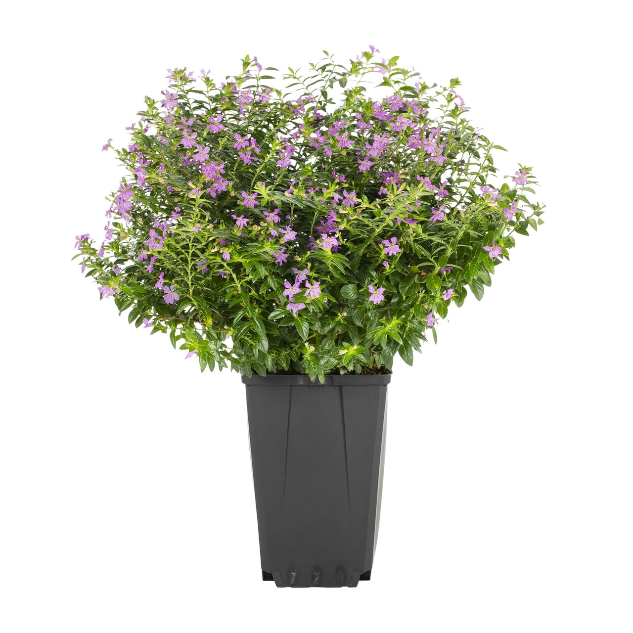 Better Homes & Gardens 1.5PT Purple Heather Live Annual Plant Sun 5-Pack