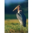 thumbnail image 2 of Fitzharris, Tim 24x32 Gold Ornate Wood Framed with Double Matting Museum Art Print Titled - Marabou Stork-Kenya II, 2 of 4