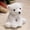 White-1, variant on Lion Stuffed Animal - 9.05" Lion Plush Toy - Toy Cushion for Christmas, Birthday Gift，Sofa Bed Home Decoration，Brown