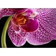 thumbnail image 2 of Seidman, Barry 32x24 White Modern Wood Framed Museum Art Print Titled - Purple Orchid 2, 2 of 4