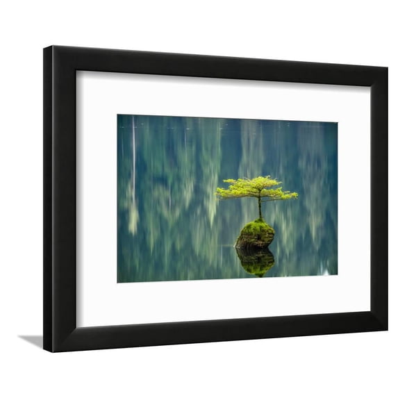 Fairy Lake Bonsai, Botanical Framed Art Print Wall Art by Tim Oldford Sold by Art.Com