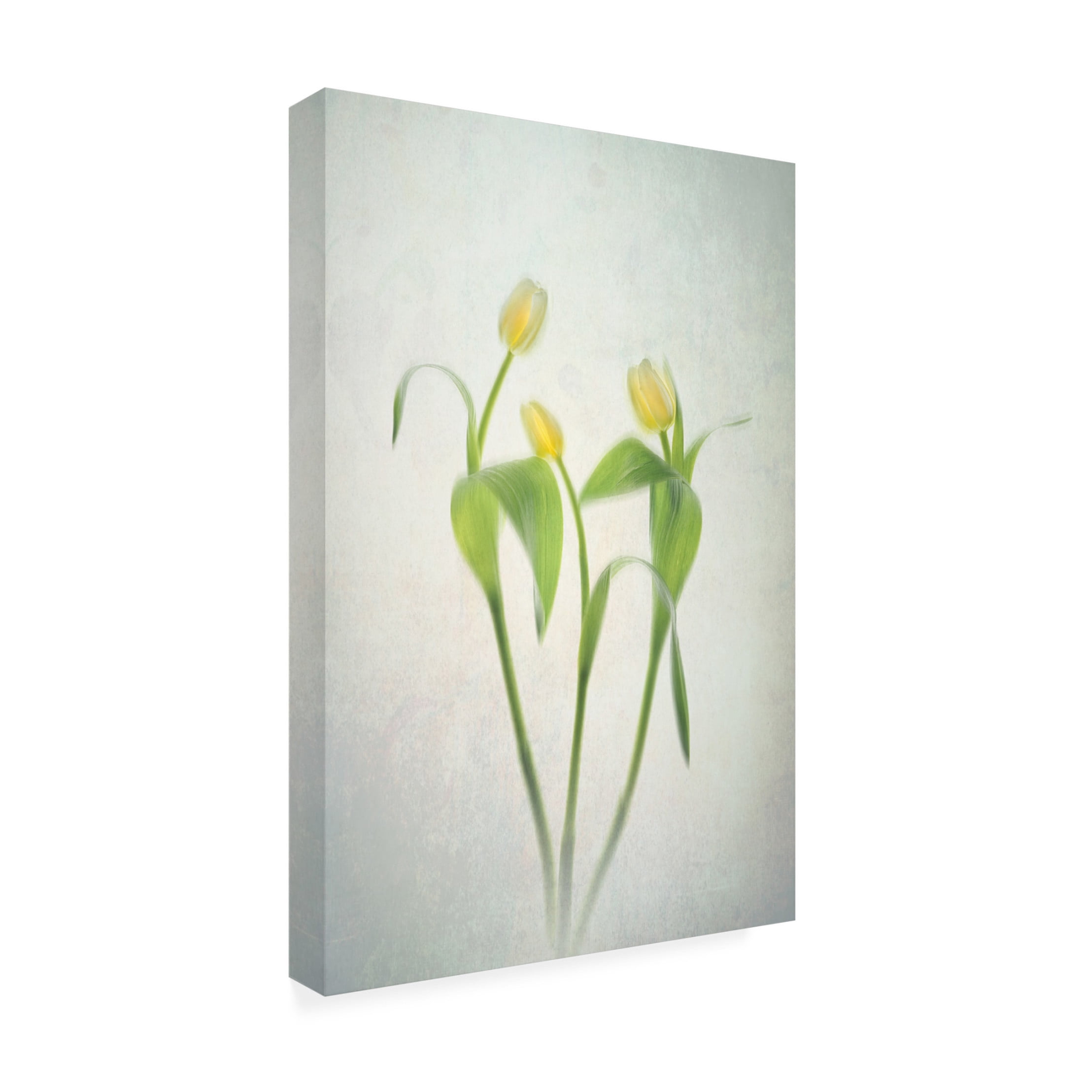 Trademark Fine Art Lydia Jacobs Yellow Tulips Canvas Wall Art