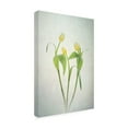 thumbnail image 4 of Trademark Fine Art Lydia Jacobs Yellow Tulips Canvas Wall Art, 4 of 4