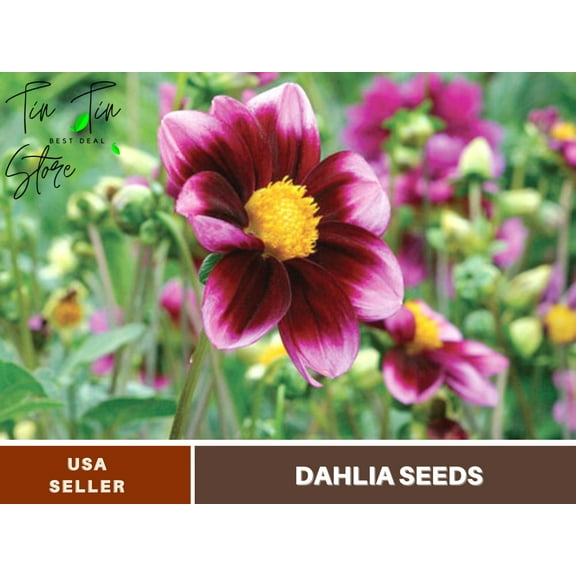 40  Rare Seeds-Bashful Dahlia Seeds-#D014-Authentic Seeds-Flowers-Seeds-Rose seeds-Herb seeds-Vegetable Seeds-Mix Seeds for Plant- B3G1