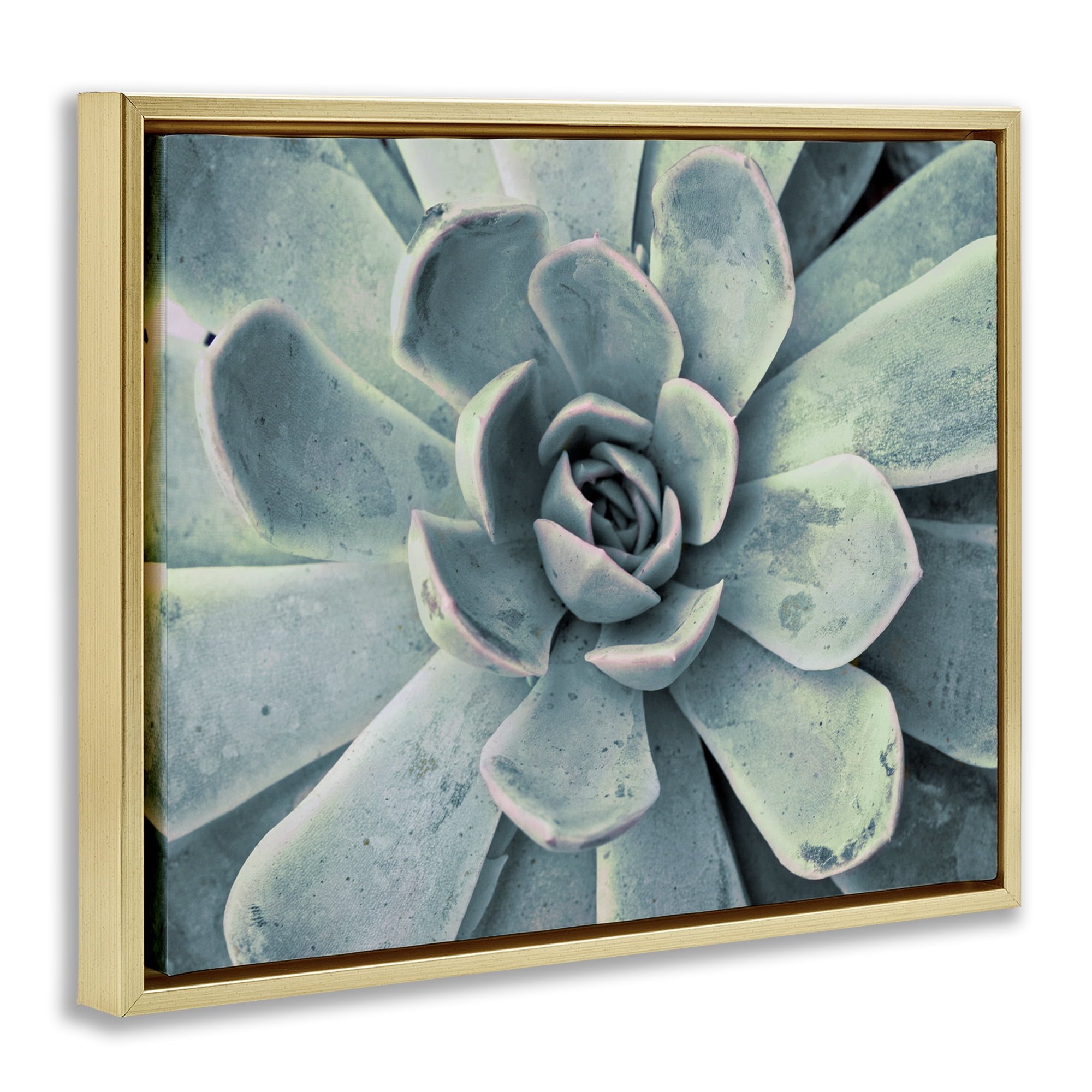 Stupell Industries Green Cactus Succulent Botanical & Floral Photography Gold Floater Framed Canvas Art Print Wall Art, 31 x 25