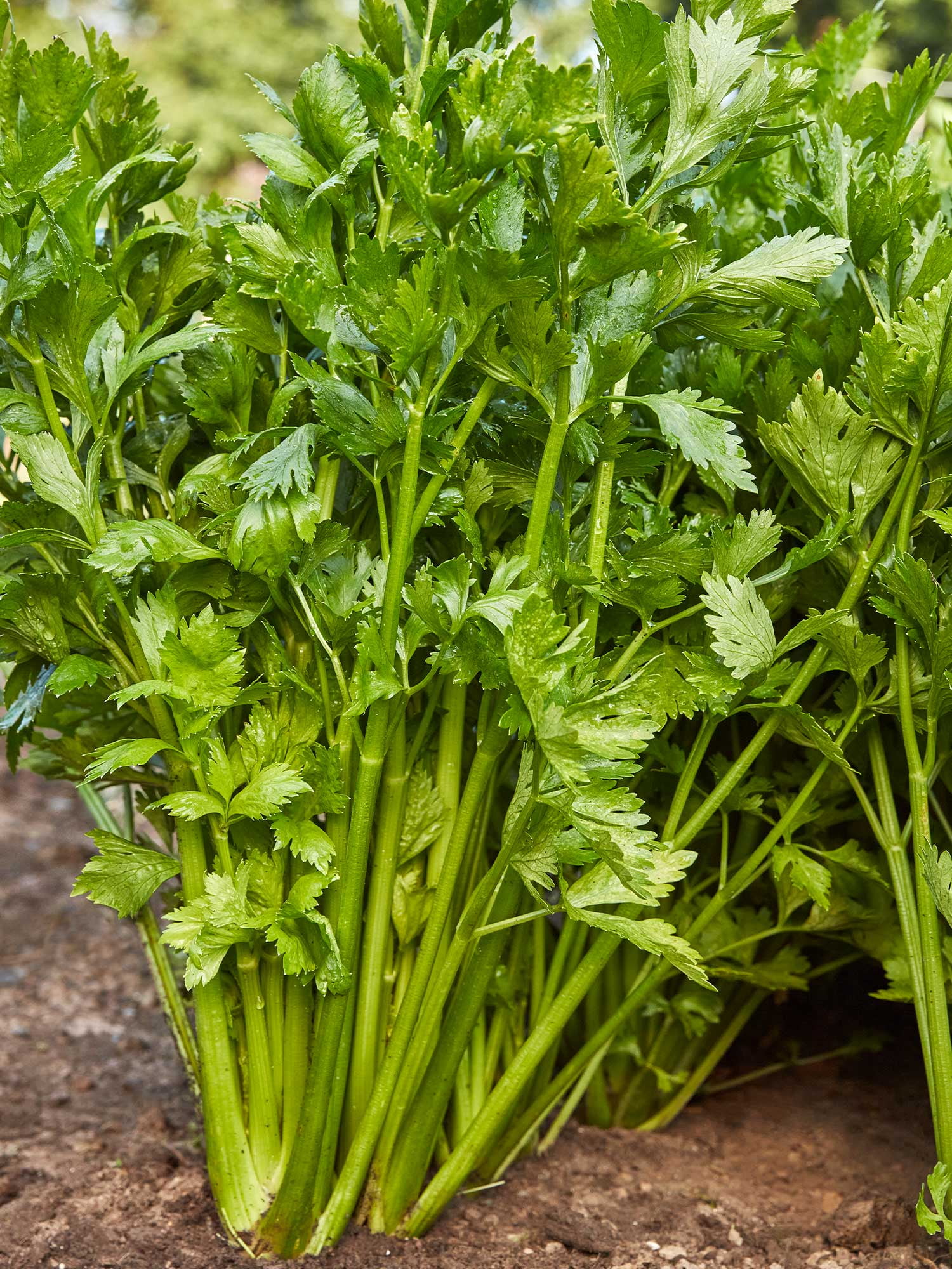 Burpee Tall Utah 52-70 R Improved Celery Annual Vegetable Seed, 1-Pack, Full Sun