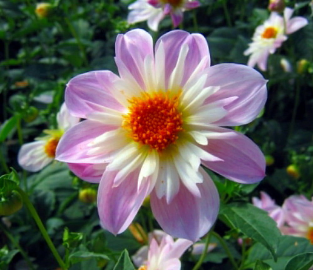 Teesbrooke Audrey Anemone Flowering Dahlia - #1 Size Root Clump - Pale Pink...