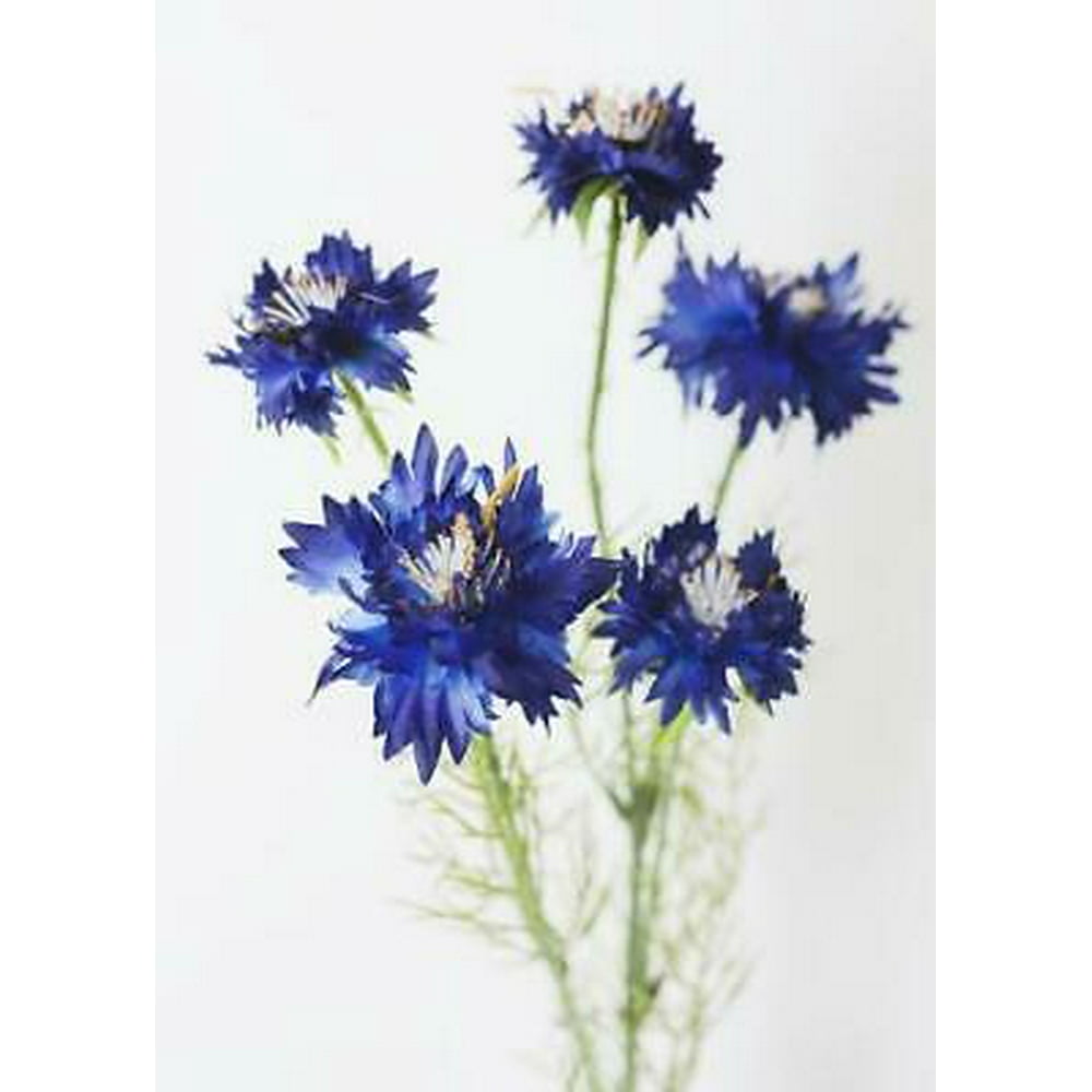2PK Blue Artificial Flowers Cornflower Wildflowers - Walmart.com