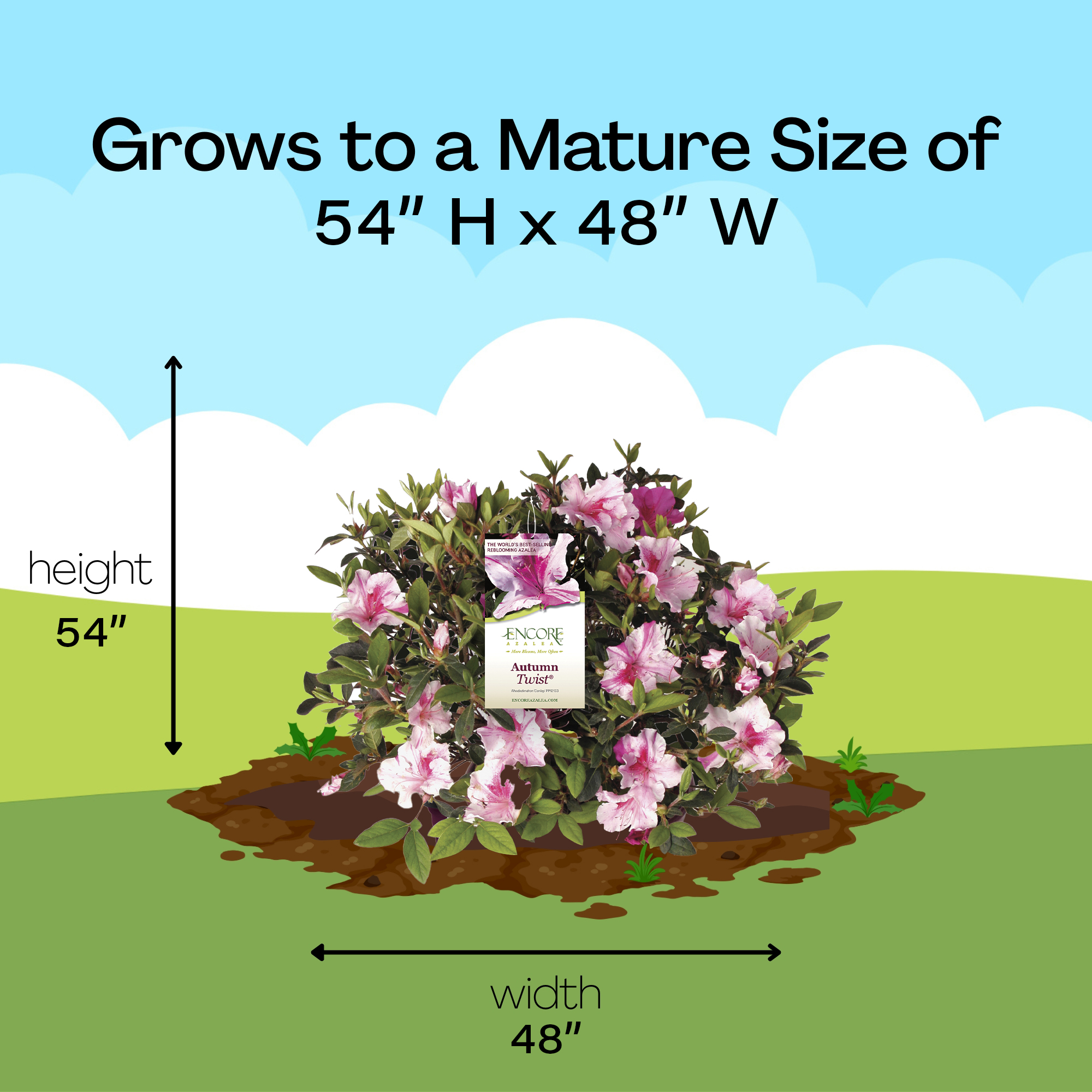 Encore Azalea Autumn Twist Live Shrub (2 Gallon)