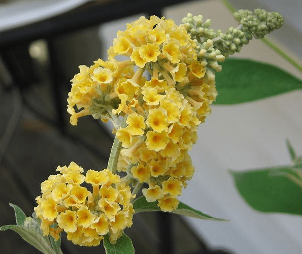 Buddleia Honeycomb Plant Live for Planting, 4 to 6 Inch Tall, Live Buddleia Flower Plant, Butterfly Bush Live Plant Indoor Outdoor, No Pot