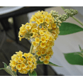 thumbnail image 6 of Honeycomb Buddleia Live Plant, Fragrant Yellow Butterfly Bush Buddleia Butterfly Plant 4-8 Inc Tall, Well-Rooted for Outdoor Gardens, 6 of 7