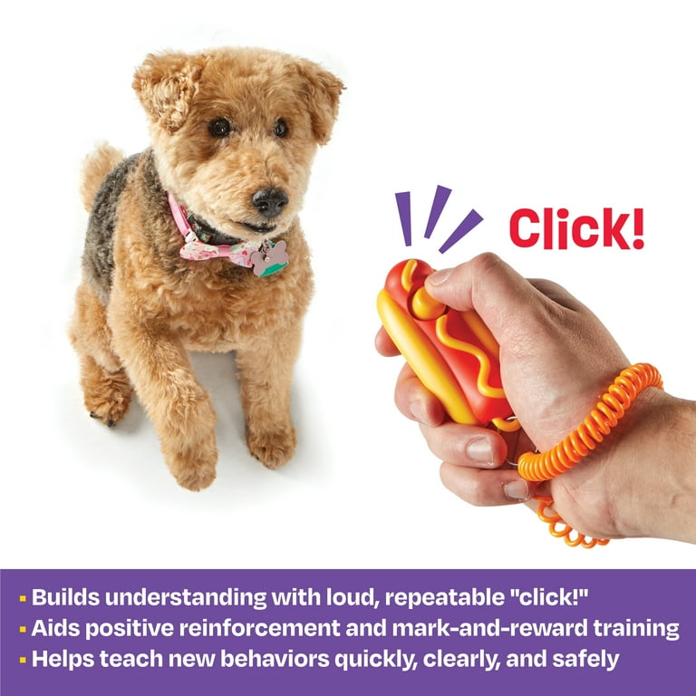 Teach Best Puppy Training Classes Positive Reinforcement Dog