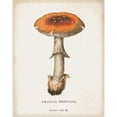thumbnail image 3 of Wild Apple Portfolio 12x14 Black Modern Framed Museum Art Print Titled - Mushroom Study III, 3 of 5