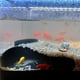 thumbnail image 3 of Acuario Túnel Subterráneo Cueva Escondite De Plástico Para Peces, 3 of 7