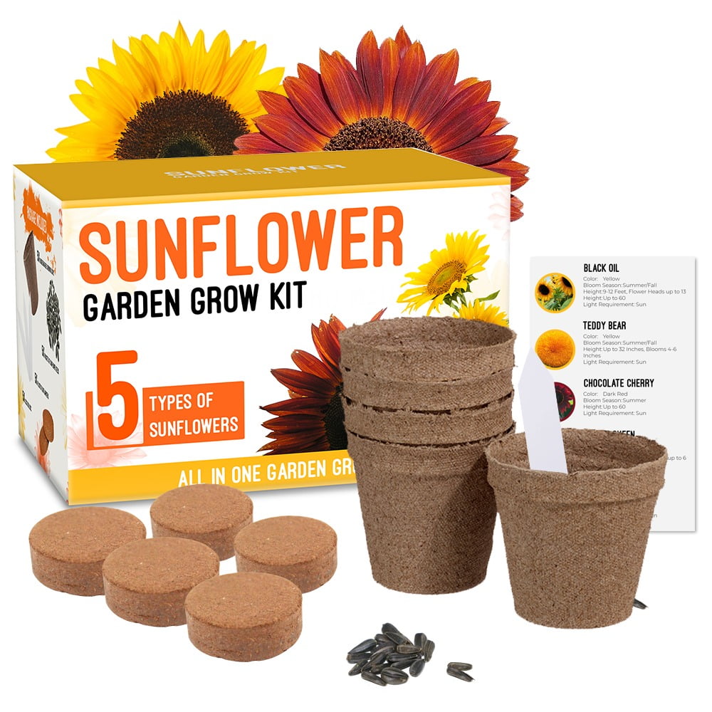 Sunflower Grow Kit Grow 5 Different Sunflowers A Complete Beginner