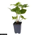 thumbnail image 3 of Penny's Pink Lenten Rose (Helleborus), Bare Root Starter Perennial Plant (1-Pack), 3 of 3