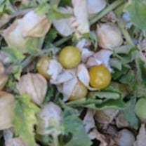 Pineapple Tomatillo Seeds - 125 Mg ~ 150 Seeds - Heirloom, Open Pollinated, Non-GMO, Farm & Vegetable Gardening Seeds