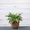 thumbnail image 4 of Root & Vessel Rust Round Planters, Rust, Set of 3, Fiji, 4 of 4